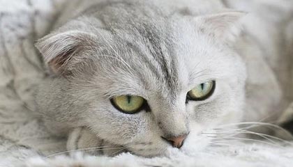 高赞评论说透了-观察麻豆APP官网-这次说透了（建议收藏）